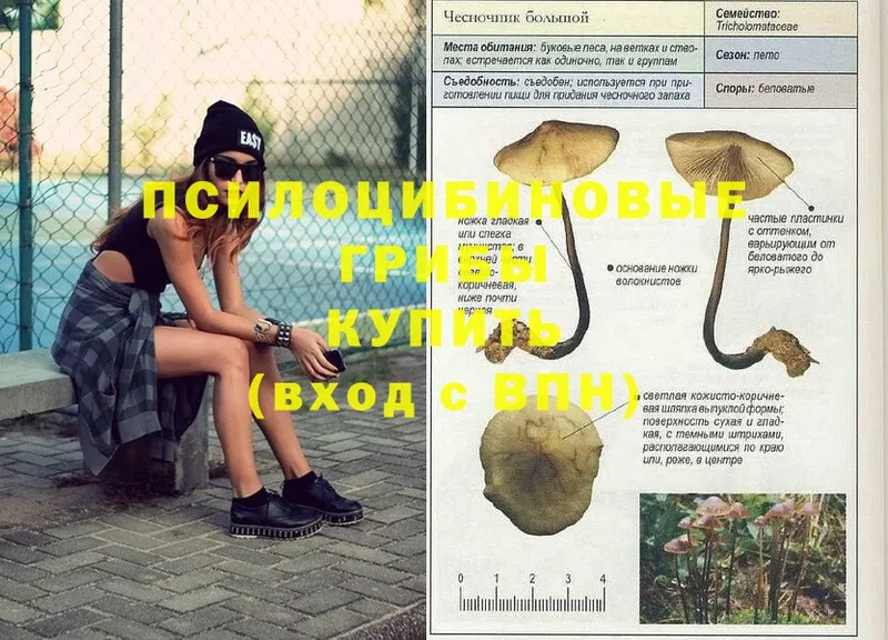 Псилоцибиновые грибы Psilocybine cubensis  hydra рабочий сайт  Апрелевка 